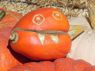 Little Split, Nipomo Pumpkin Patch best carving idea